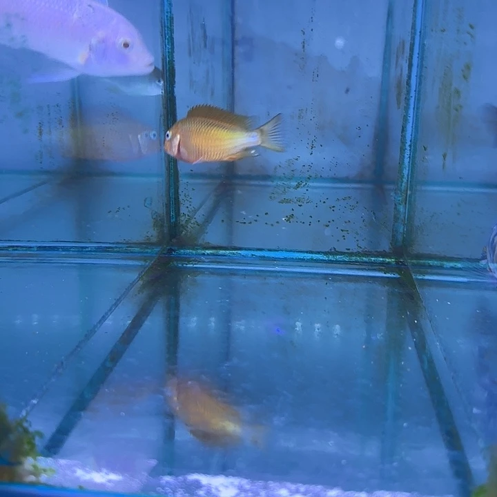 逆***风慈鲷鱼259号111111