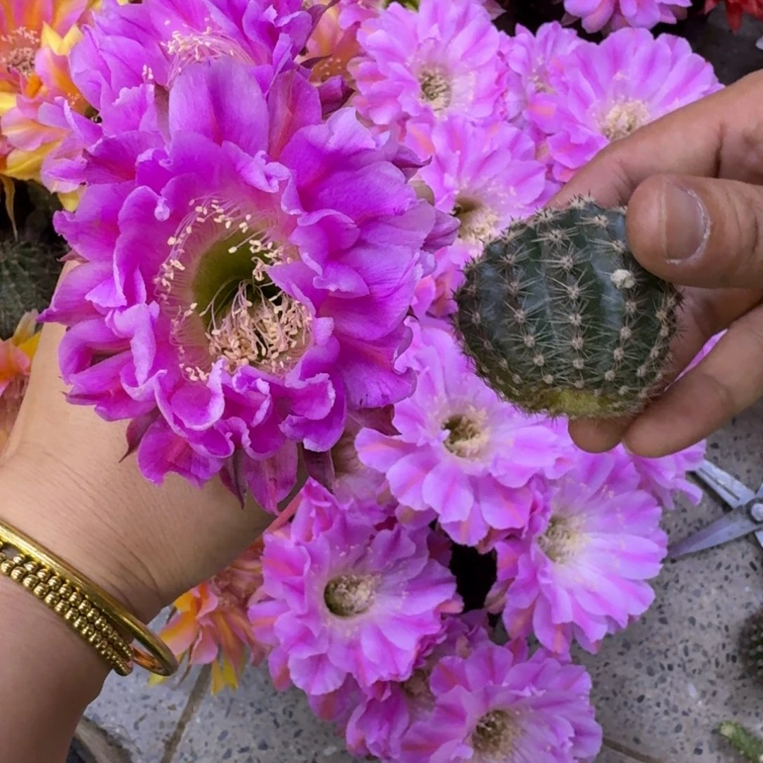 242彩草514.2嫣然歪无根侧牙4公分左右，20包邮