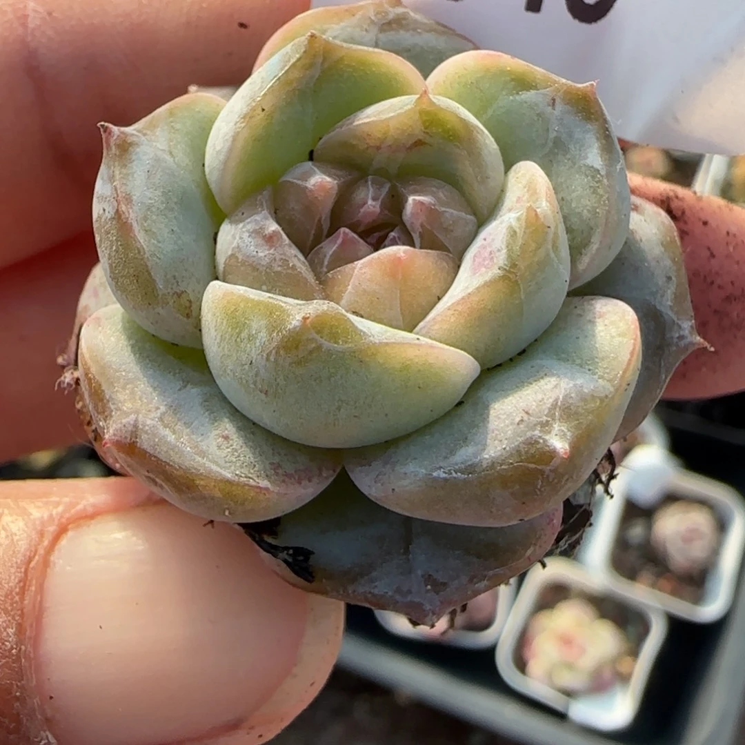 小卡拉米糖心一物一拍