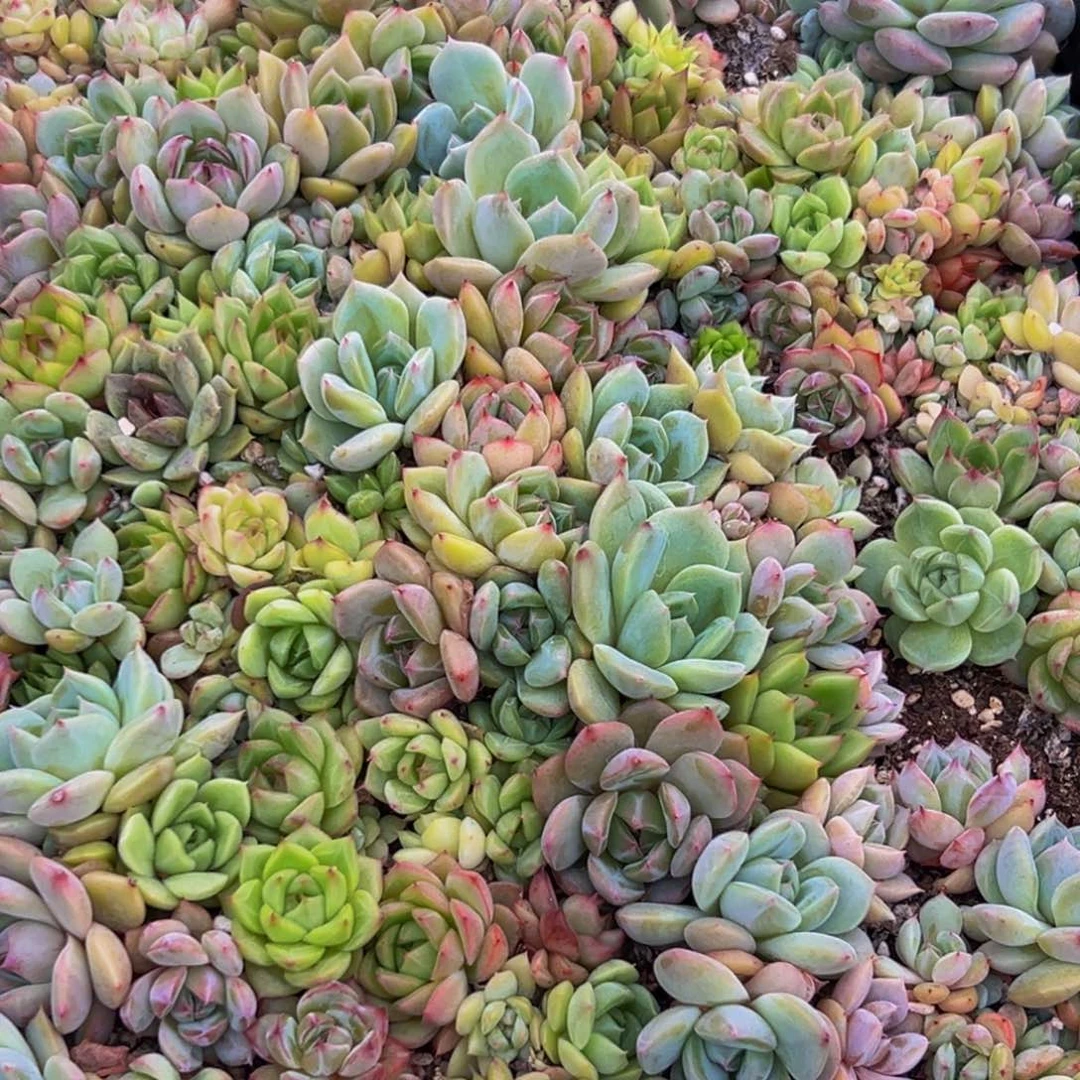 决***部882多肉植物和植物在这里