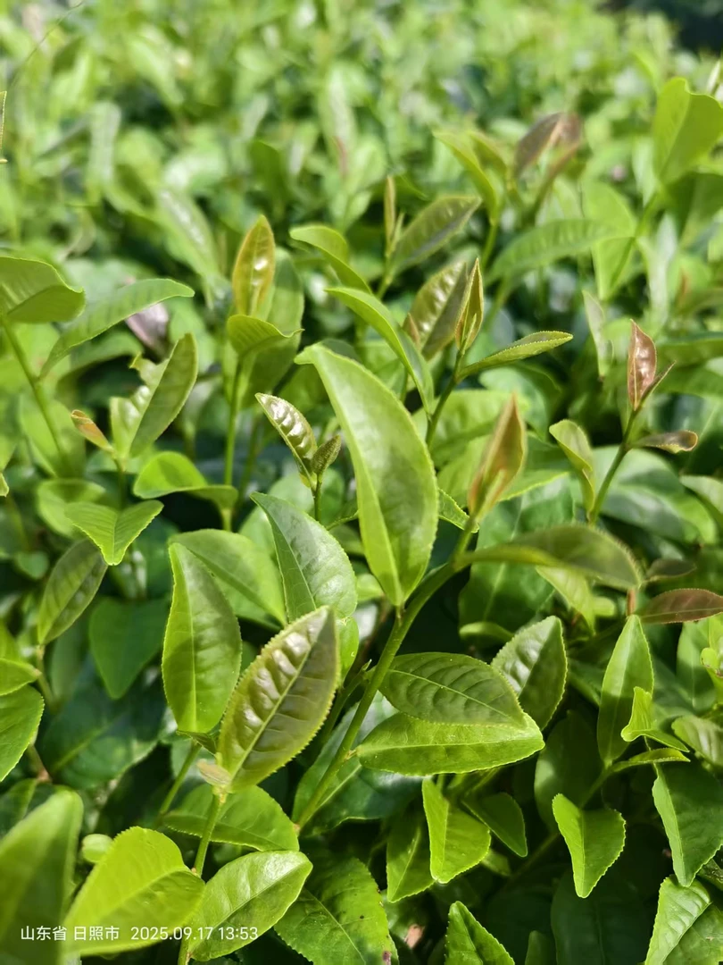 （浓香10月）日照绿茶纯正秋茶，醇厚浓郁一芽两三叶口粮茶，核心产区
