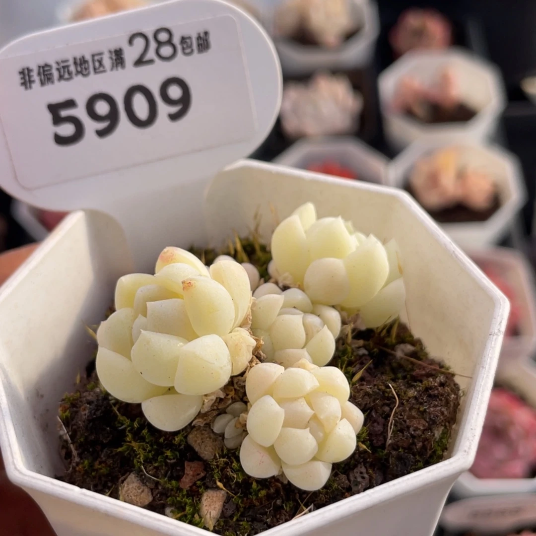 白月光-5904-5.0厘米