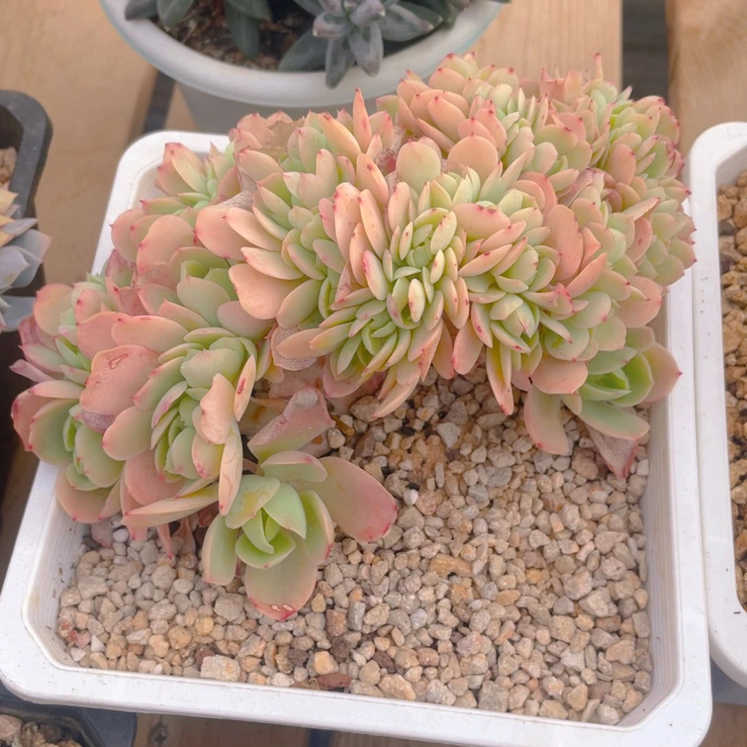 骑兵碧桃多肉植物一棵