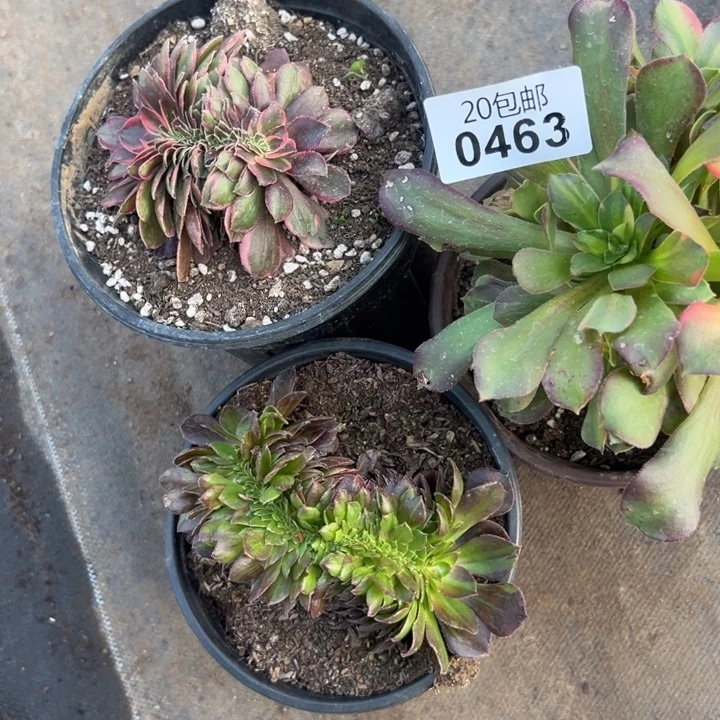 多肉植物463种植物