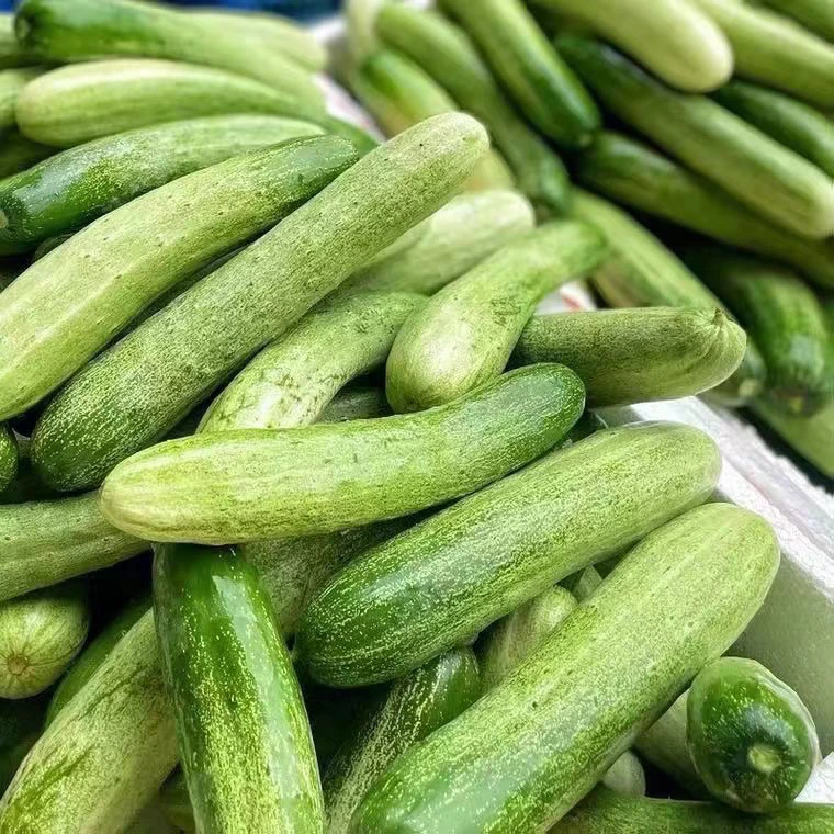 湖北恩施高山农家自种露天黄瓜