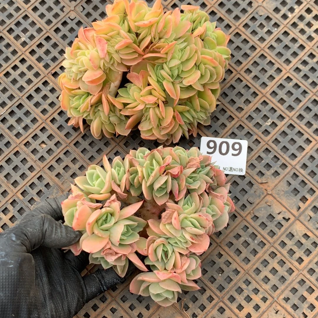 809号新疆西藏内蒙古不包邮的，