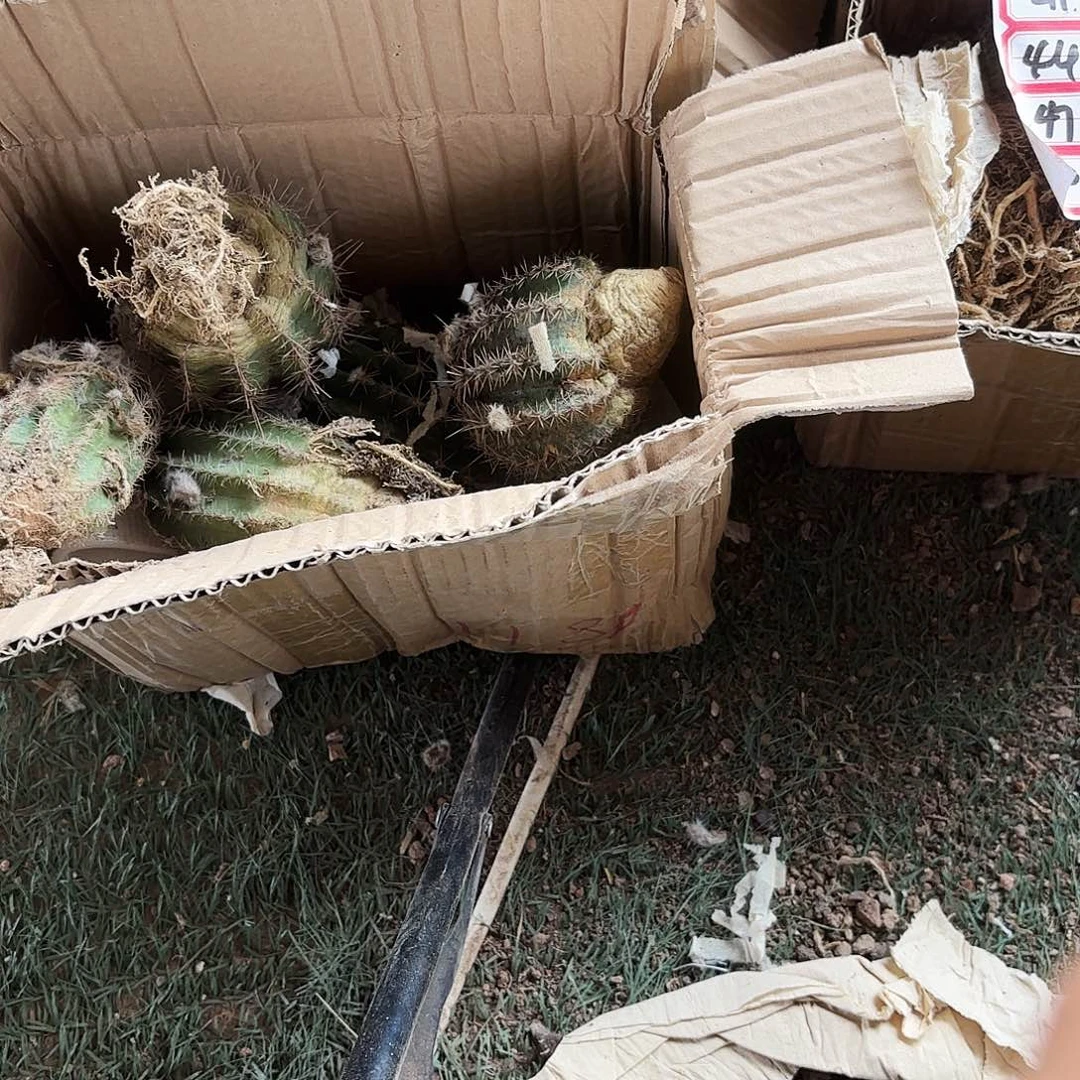 31号一箱彩草瑕球