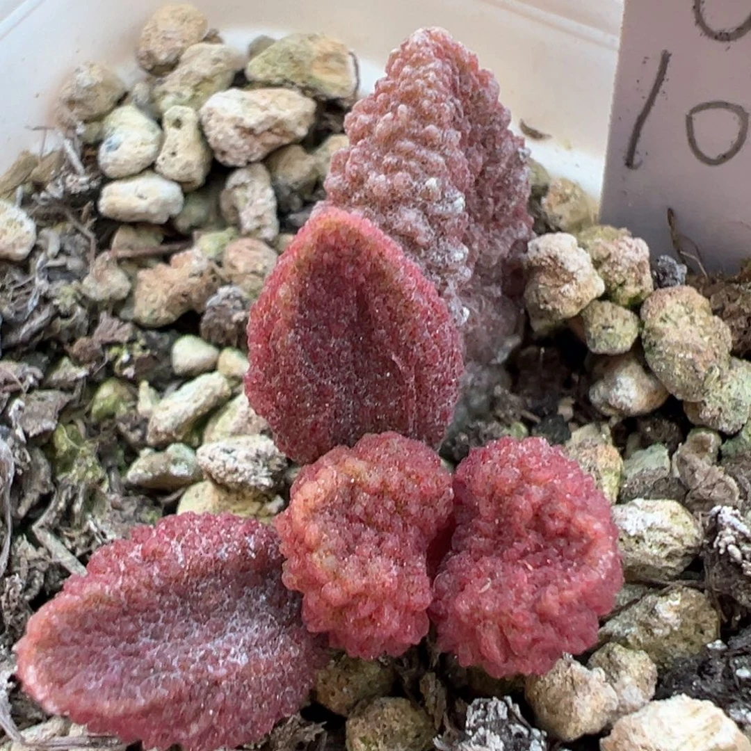 实生新品多肉植物水泡