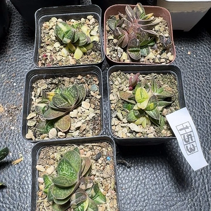 153子宝锦带盆发货一个随机