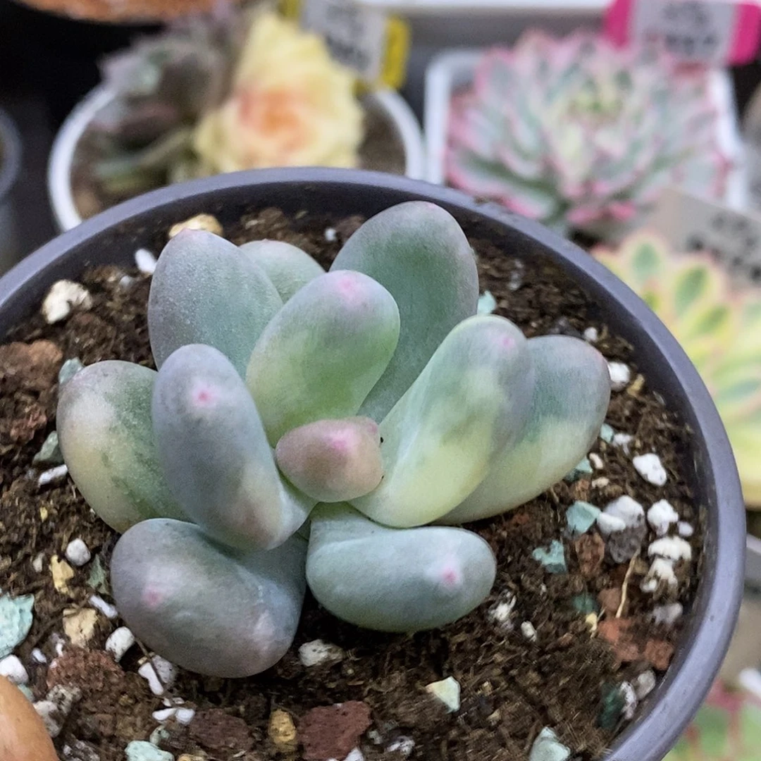 261日本黄金大叶奶杂哈哈