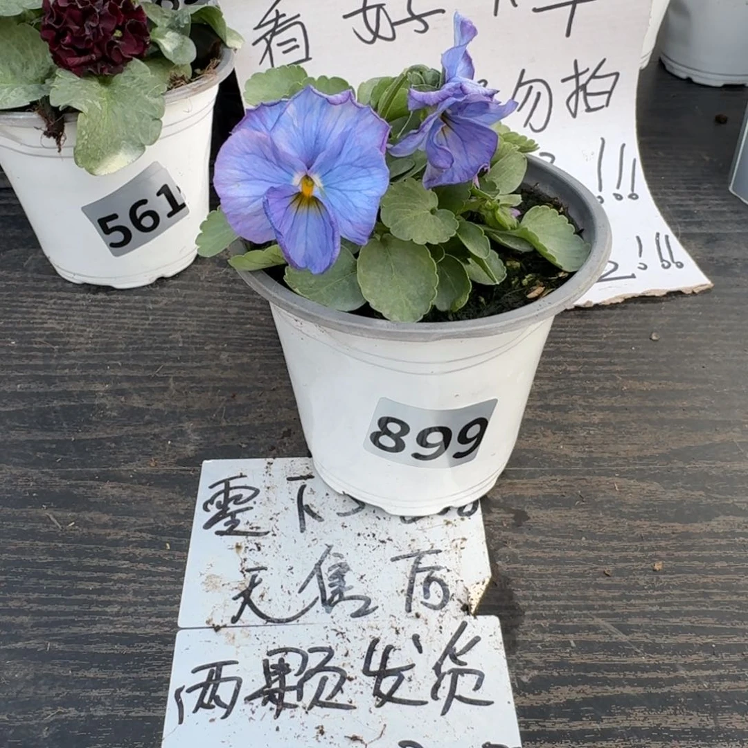 全部花朵899号神户蓝