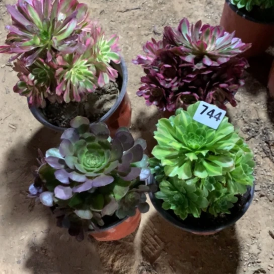 744法师多肉植物四颗组