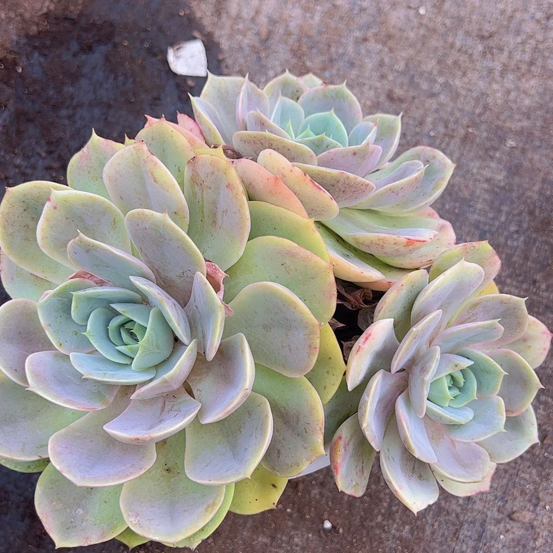 蓝色苍鹭三大头起发