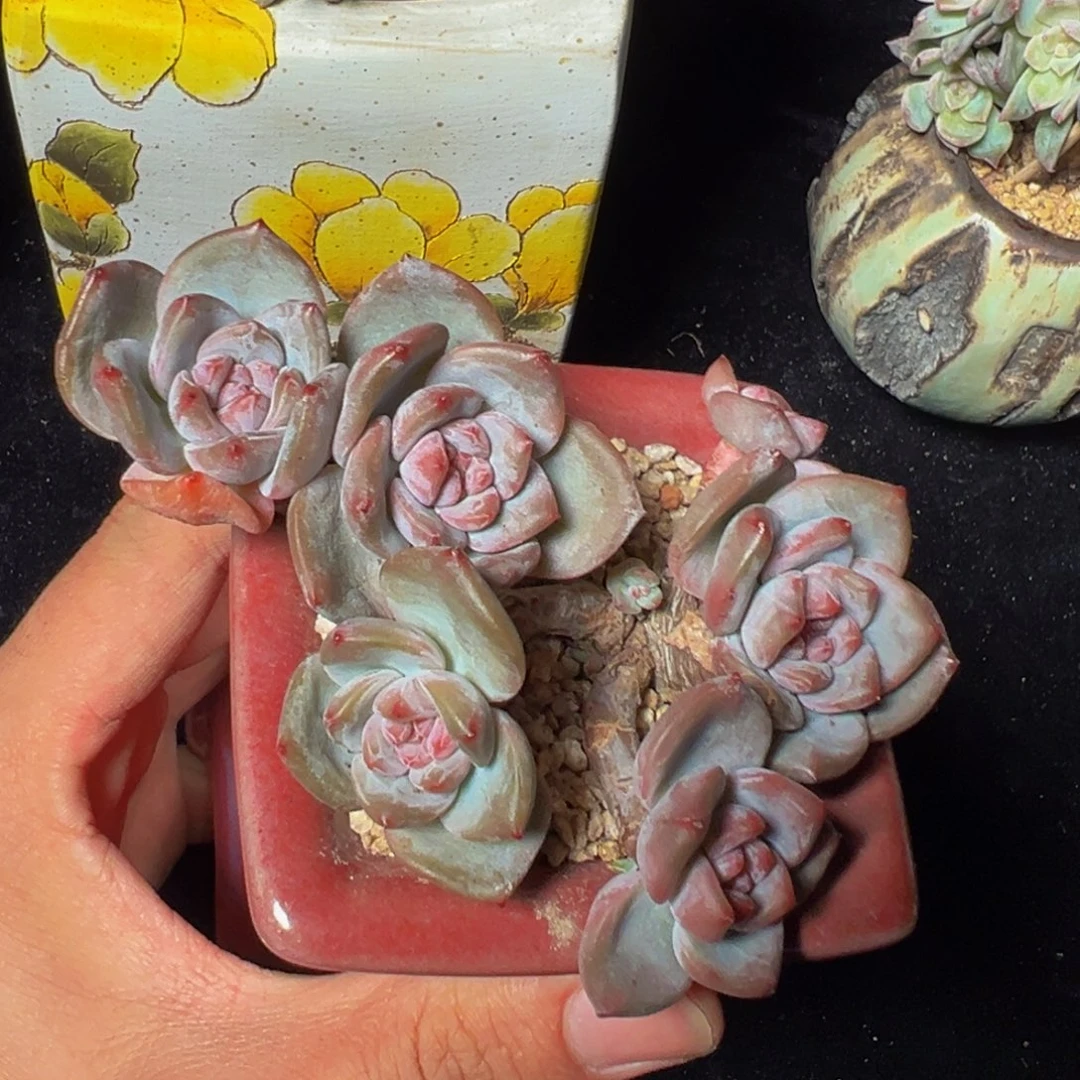 新年快乐 新年快乐