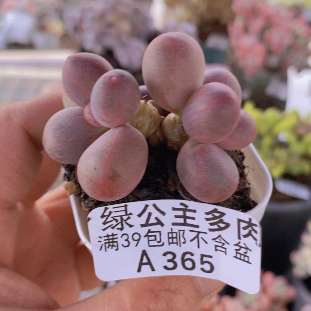 糖果美人4cm365多肉植物