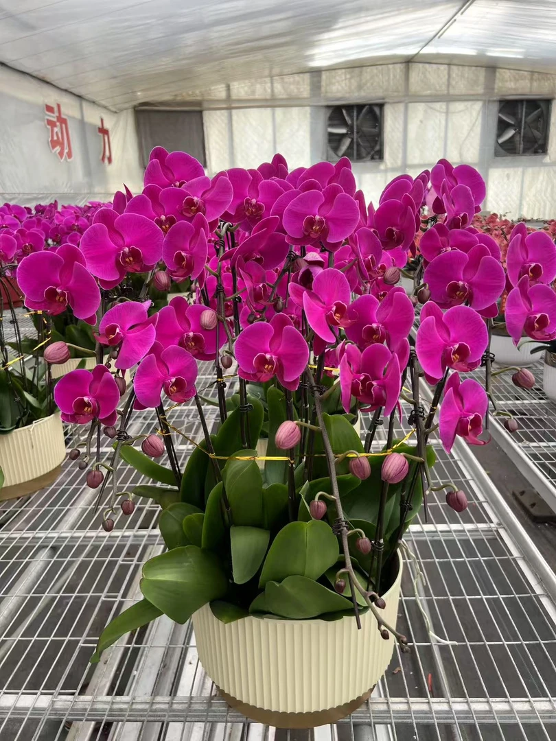 特A级大辣椒 【10颗组盆】 2盆起配送至小区门口