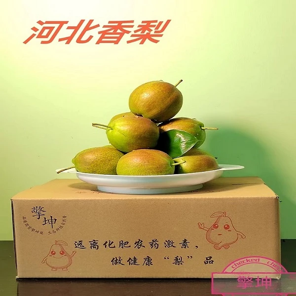 擎坤河北香梨新梨7号新鲜梨子当季酥脆甜薄皮汁多自家果园树熟甜