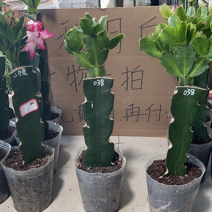 开***易当前无花朵，栽培后可花朵038