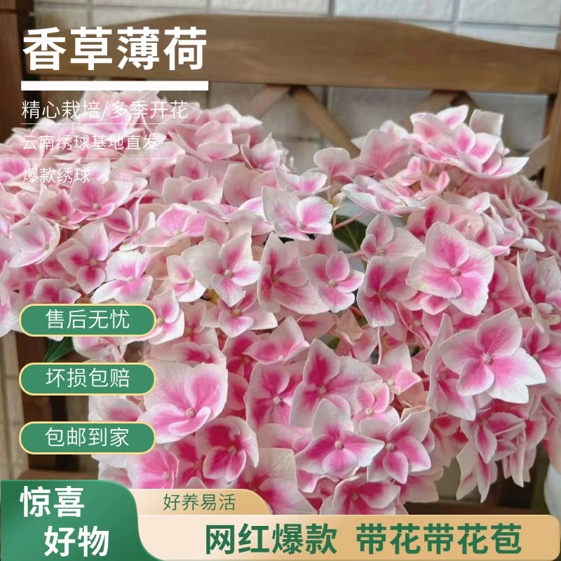 【香草薄荷】特级粉色渐变绣球 带花带花苞 爆销热款  绣球花卉