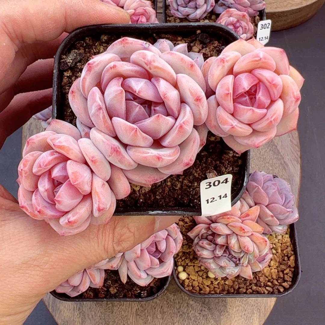 好好看304、哈哈哈哈哈