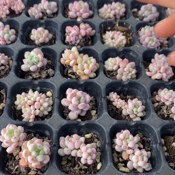 118 多肉植物盆栽花卉