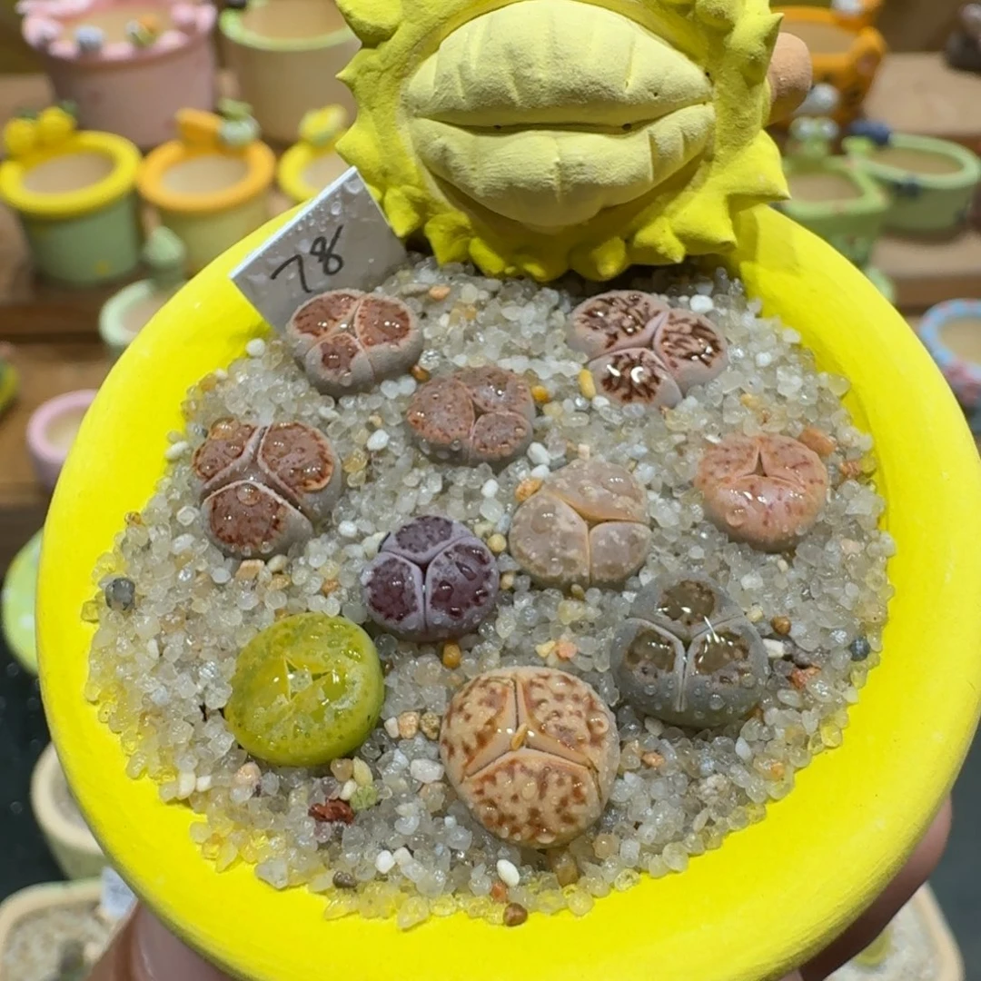 蘑菇1135奔驰彩拼多肉植物