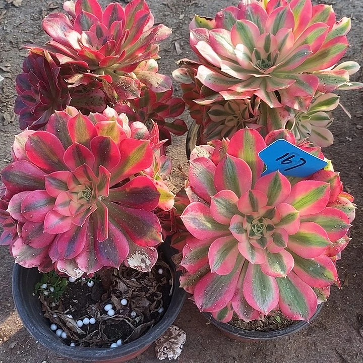 用****0167 四颗女巫法师