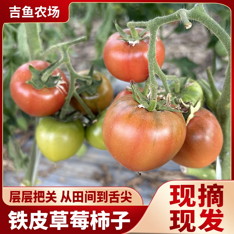 天津西青本地本地铁皮草莓西红柿中大果混装5斤 顺丰包邮新鲜天津市