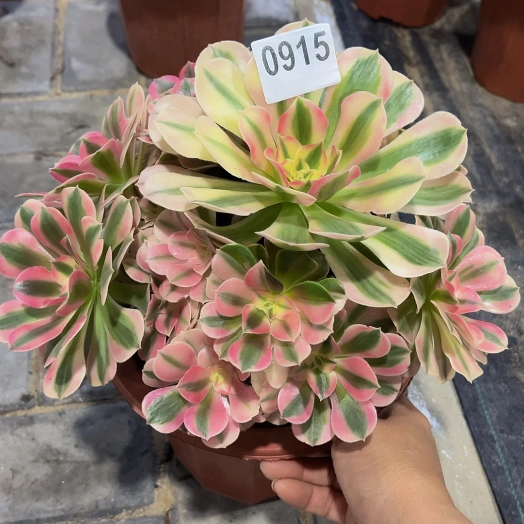 0915女巫阴阳444444冠服24.5左右