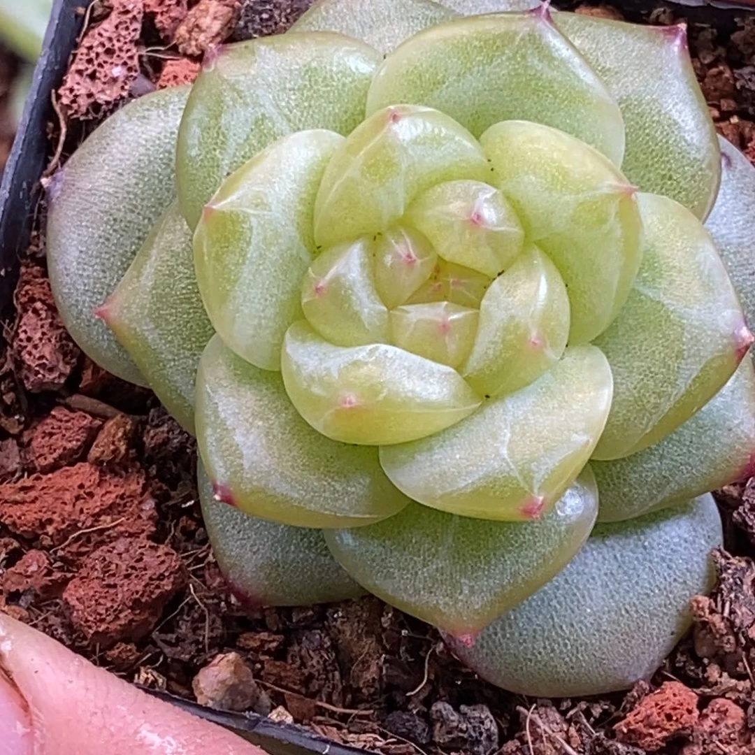 天官赐福百无禁忌