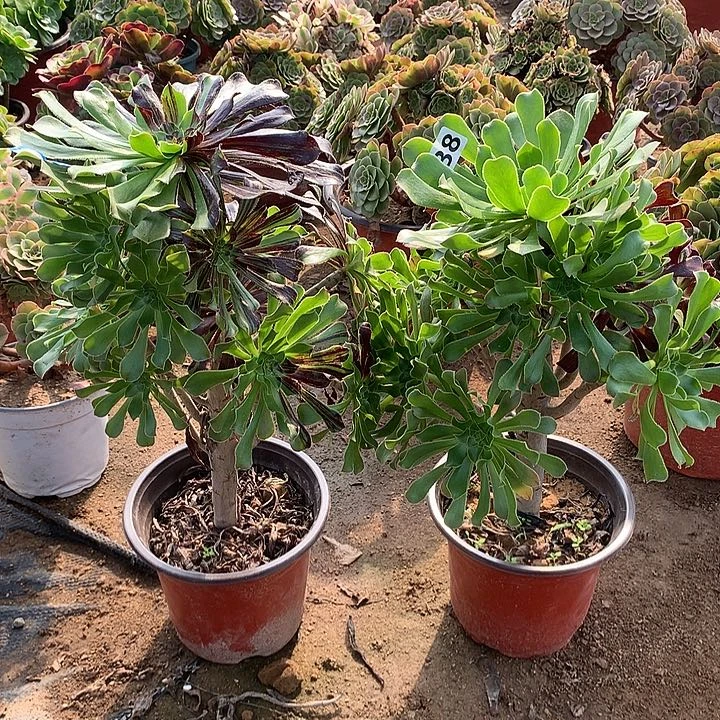 水墨丹青2个238号