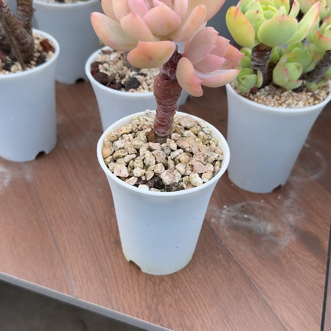 小***妹白凤多肉植物一颗