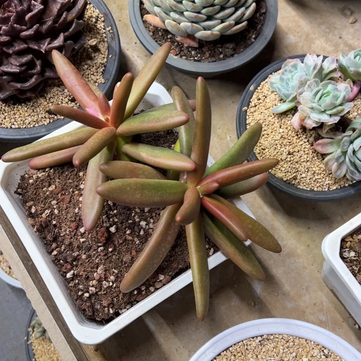 椰子树 老桩 夏鸣园艺