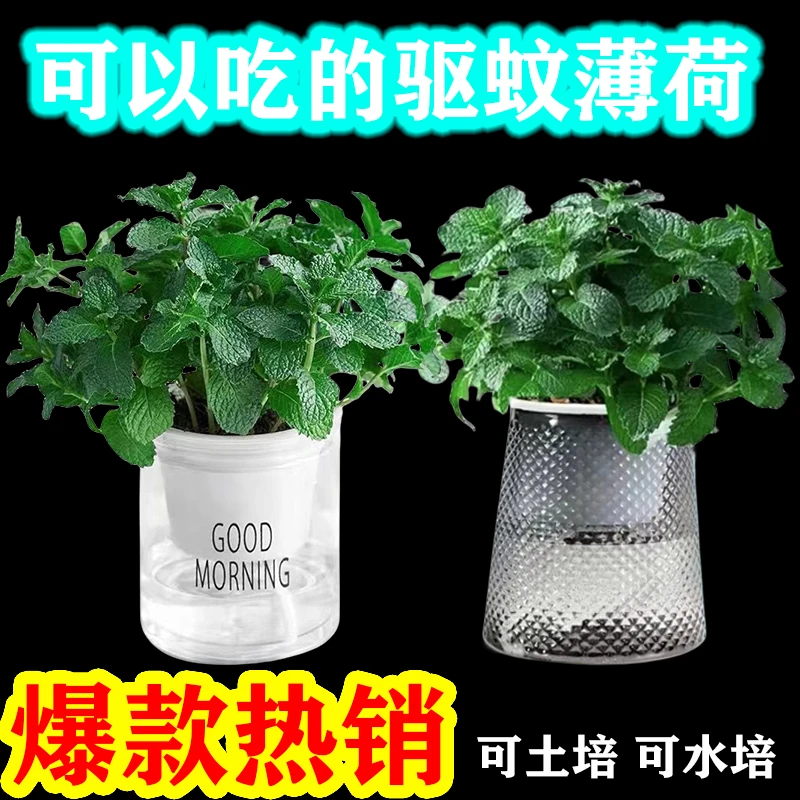 【可食用】薄荷盆栽土培水培植物室内外驱蚊绿植好养桌面小盆栽花卉