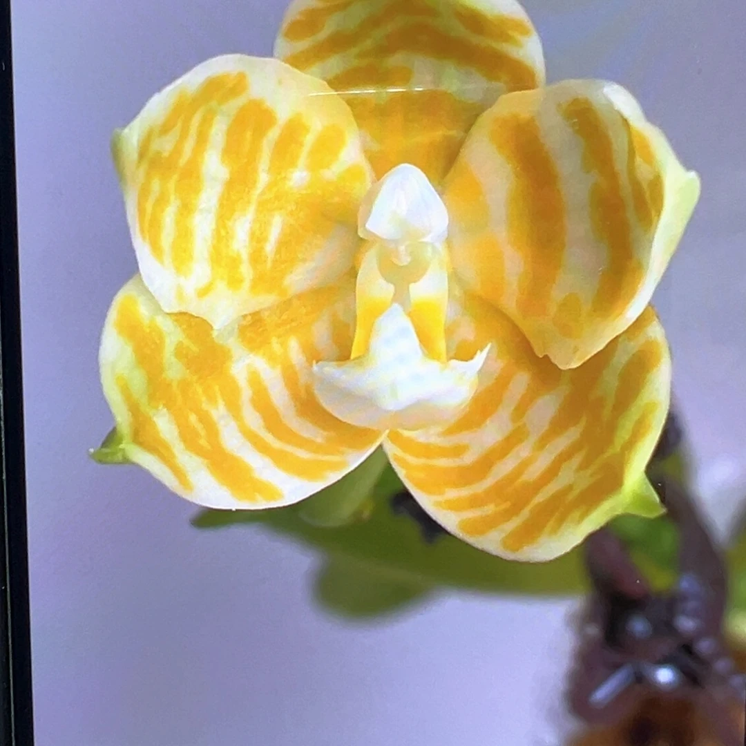 大部分花苞少量开放黄金斑马2代