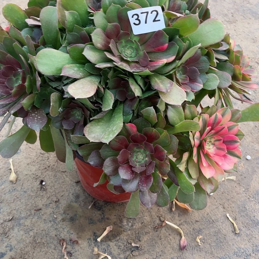 云****p多肉植物雅典娜372