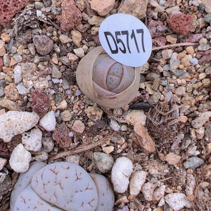 D5717 荒2222223
