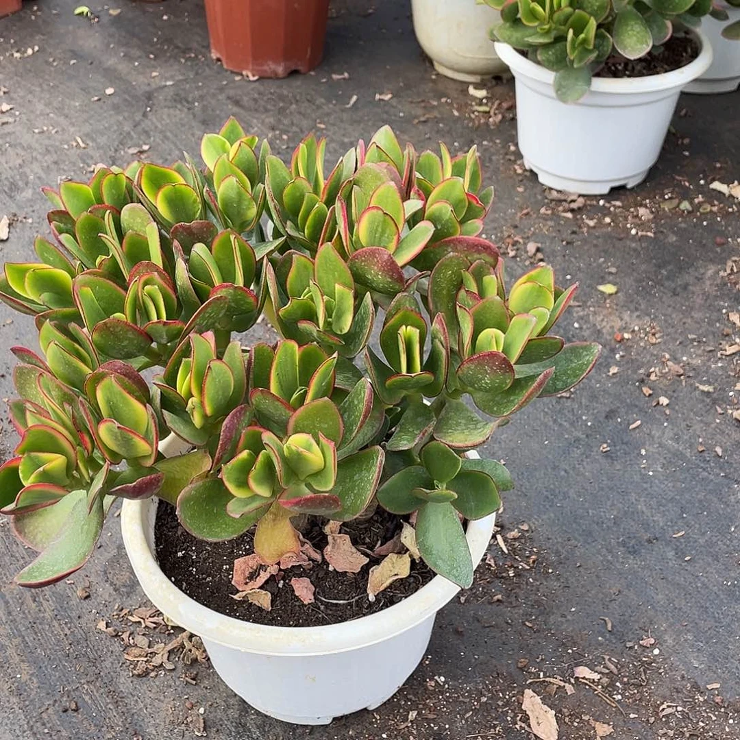 手捧花新花月锦带土球发货