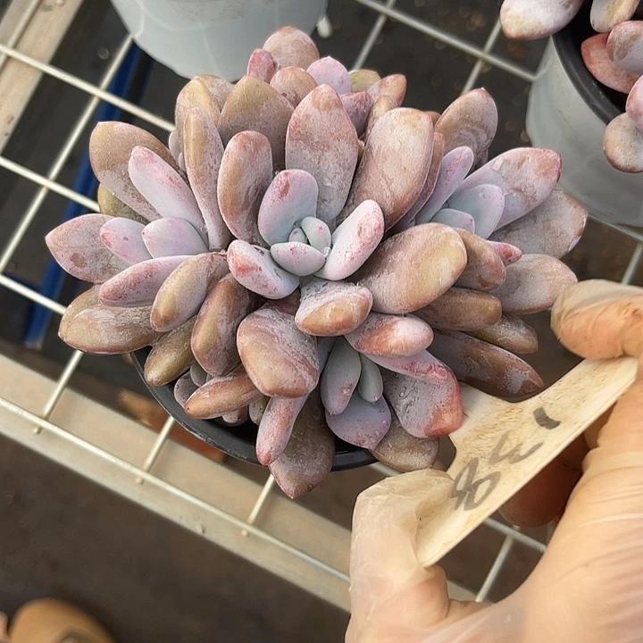 两单包邮，一物一拍138粉兔