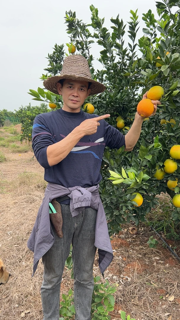 【潭边老谢】江西赣南脐橙新鲜采摘皮薄香甜多汁应季水果产地直发