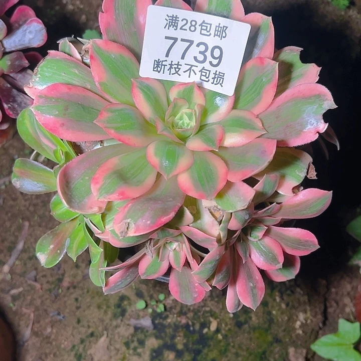 7739粉女妖多肉植物