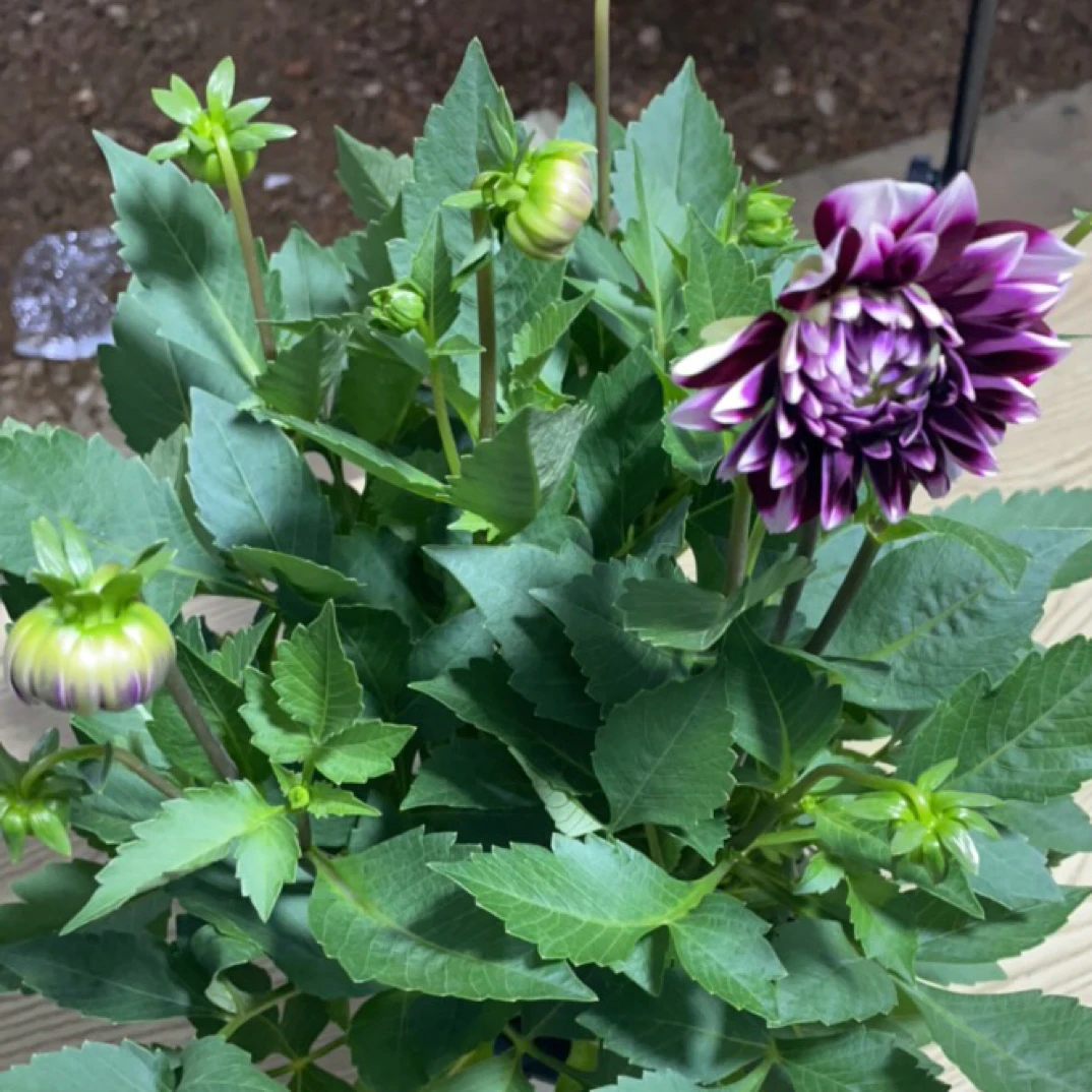 【爱丁堡】四季开花带花苞发货重瓣大丽花盆栽南北方均可养殖