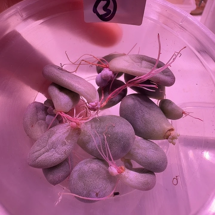 3号，米可奶酪叶片发根或发芽清地方福利出