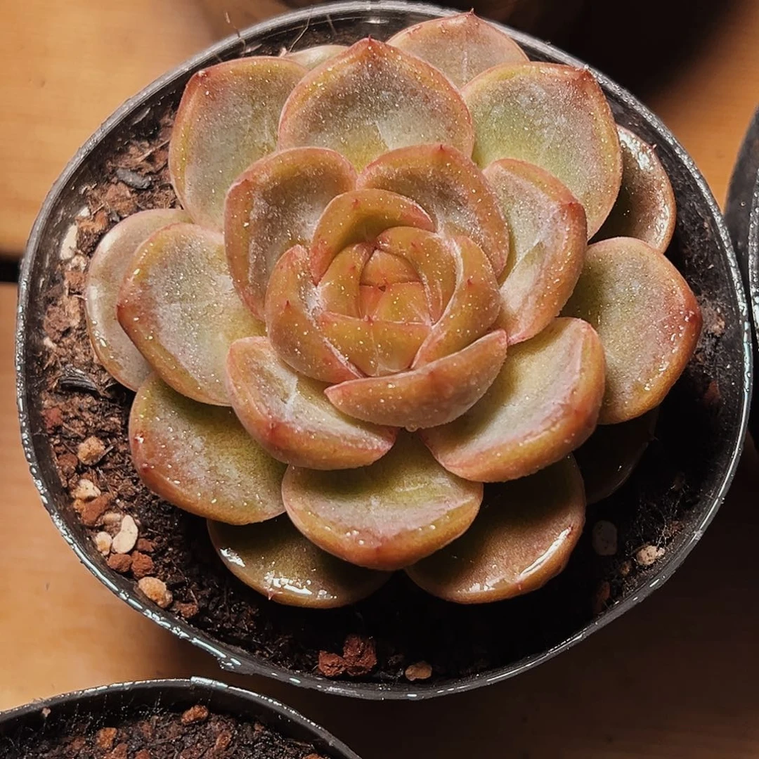 7-3-26蓝水鬼什么