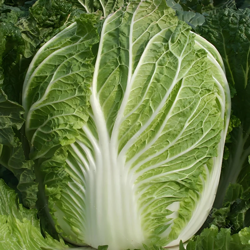 冬储38斤大白菜种子耐储存耐热耐寒结球大白菜籽青菜家庭蔬菜种子