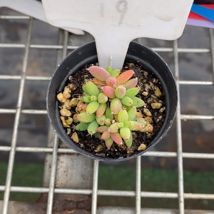 希*伯克利和格蕾纳等著名音乐