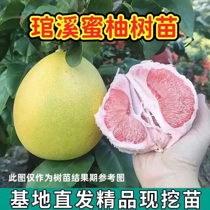 琯溪蜜柚柚子嫁接树苗10月份成熟南北方种植盆地栽【2年苗买一发三