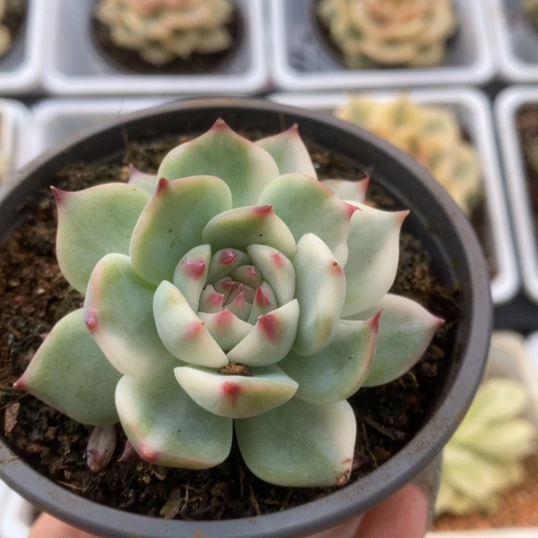 756锦锦锦锦锦哈哈锦锦