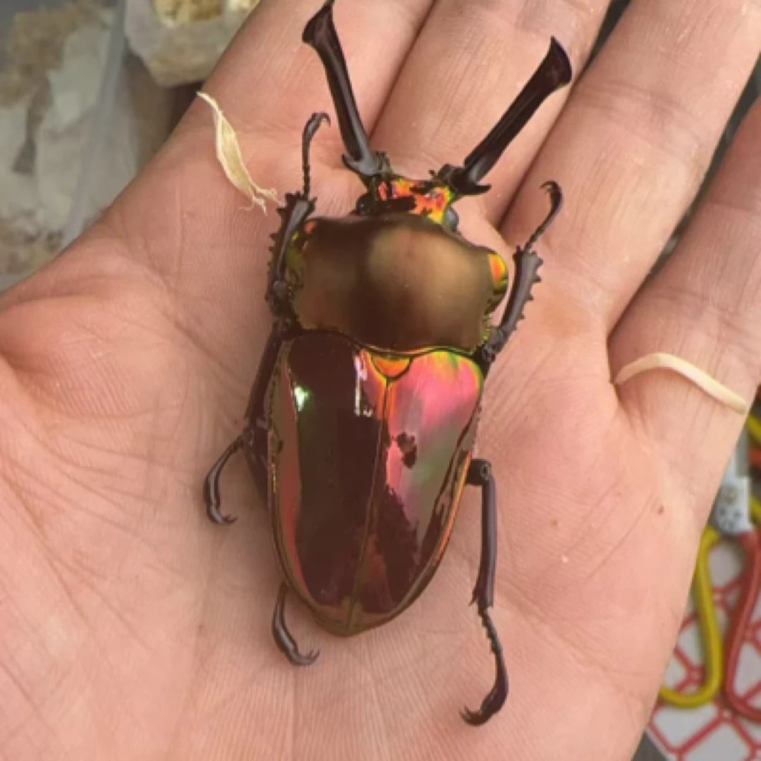 彩虹锹甲无忧罐（1-2龄）（活体甲虫幼虫）