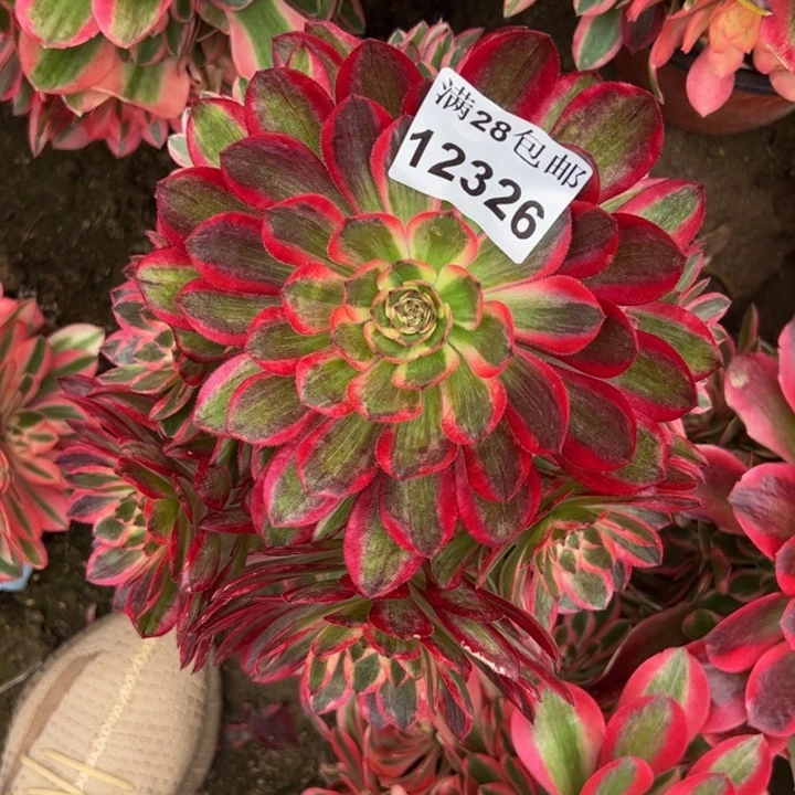 12326孔雀翎多肉植物
